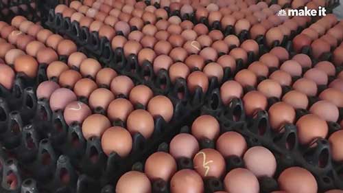 价值4.6亿美元的鸡蛋企业