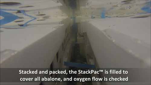 鲍鱼的打包运输