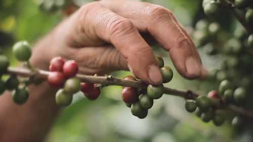 对星巴克和麦咖啡的供应链管理分析