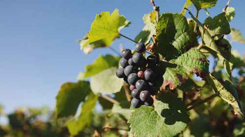 勃艮第的酿酒史