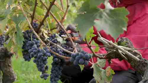 波尔多1855分级制度详解