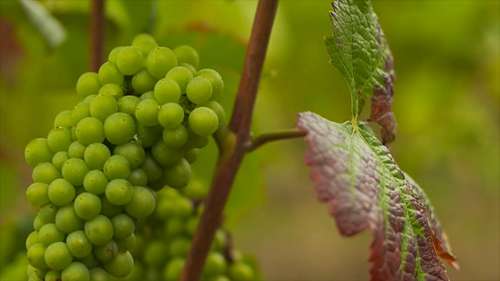如何向餐厅销售葡萄酒