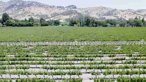 销售葡萄酒和烈酒的秘诀