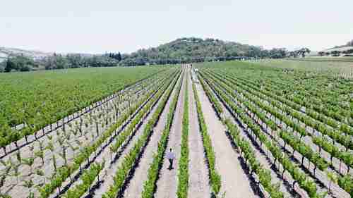 有机葡萄酒背后的故事