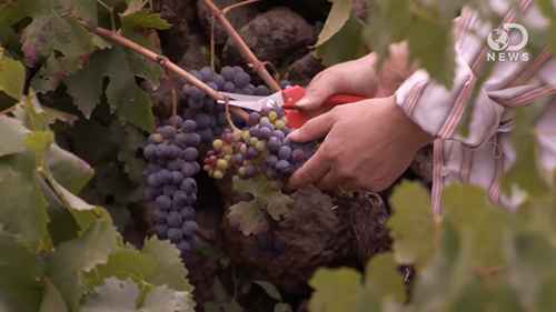 古代的葡萄酒是什么味道