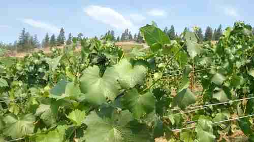 有机种植葡萄园
