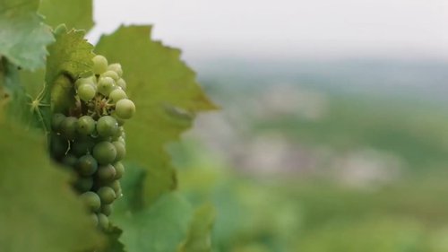 品尝波特酒的好建议