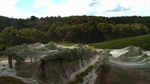 带你品酒：霞多丽