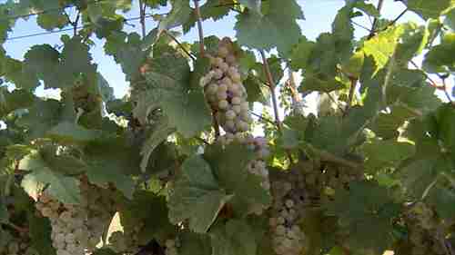 带你品酒：白葡萄酒