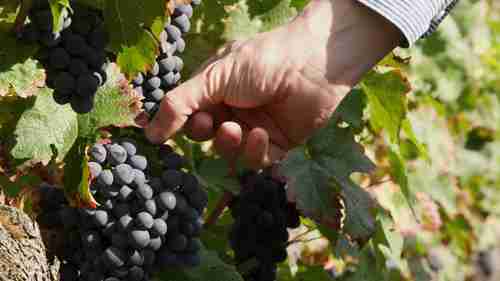 波尔多葡萄酒成熟度曲线的