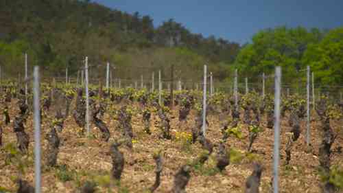 法国勃艮第产区