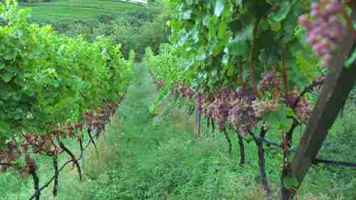 意大利上阿迪杰产区