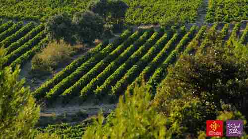 法国米内瓦法定产区