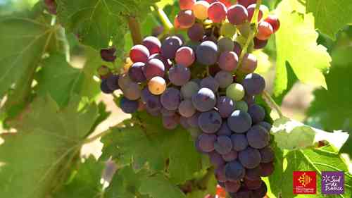 法国科比埃-布特纳法定产区