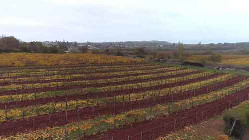 匈牙利葡萄酒产区：巴拉顿菲赖德-乔保克