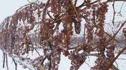 云岭冰酒的起源