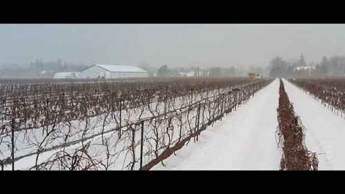 云岭冰酒的酿造