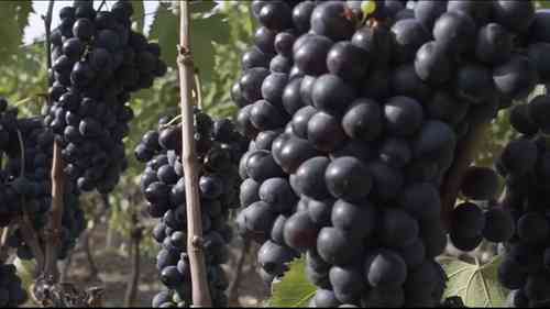 超级托斯卡纳：天娜