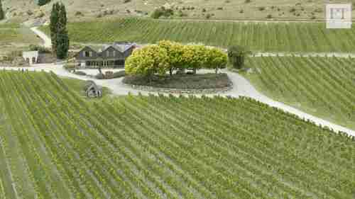 新西兰的环保葡萄园