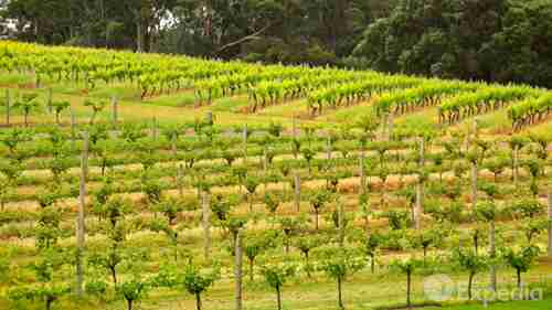 玛格丽特河葡萄酒产区