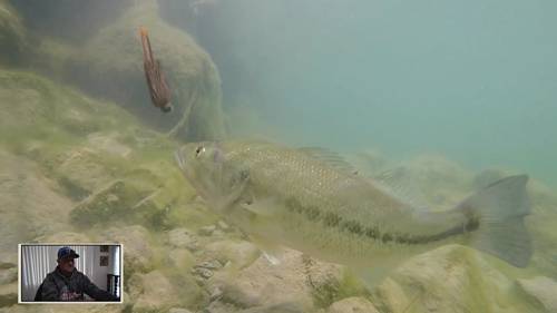 鱼类对不同鱼饵的反应