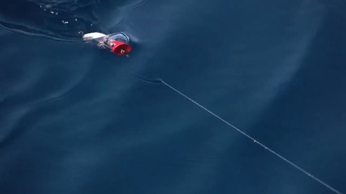 发响人工诱饵的作用