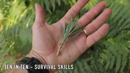 10分钟学习野外生存技巧