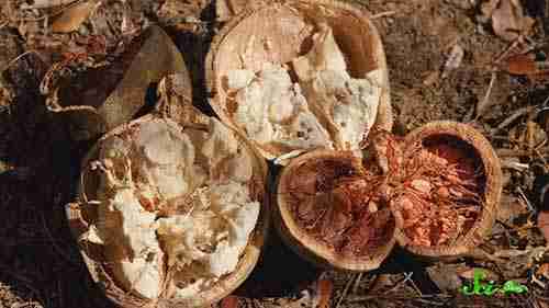 垃圾食品的吸引力