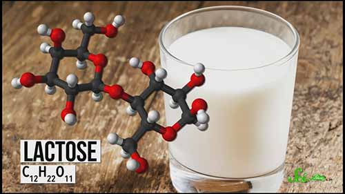 为什么酸奶里有细菌