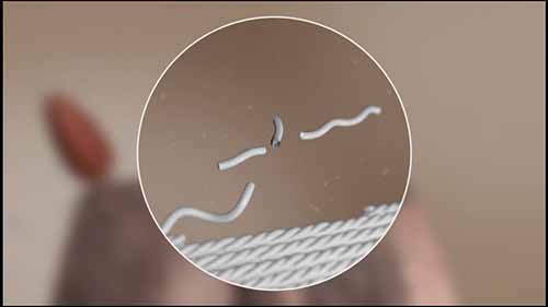 烹饪科学：胶原蛋白