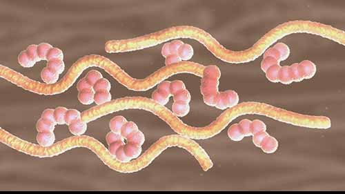 烹饪科学：面筋