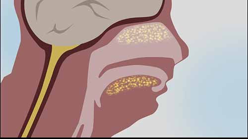 烹饪科学：味道