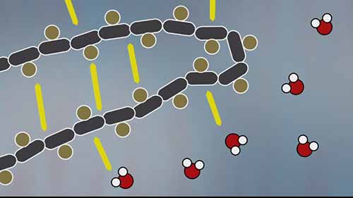 烹饪科学：变性和凝固