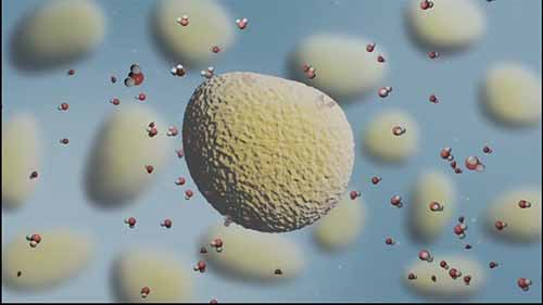 烹饪科学：淀粉