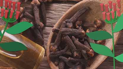 丁香对人体的影响