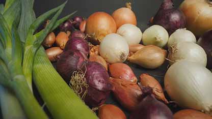 洋葱的终极指南