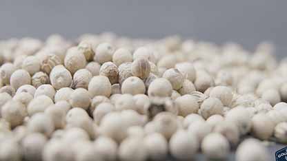 白胡椒和黑胡椒