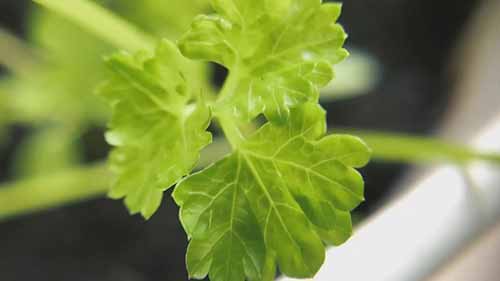 室内种植的香草