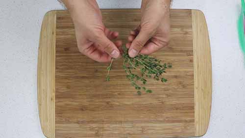 如何摘百里香的叶子