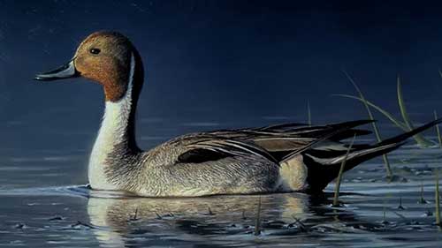 用油画颜料画针尾鸭