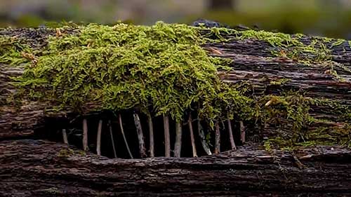 艾莉森的自然雕塑
