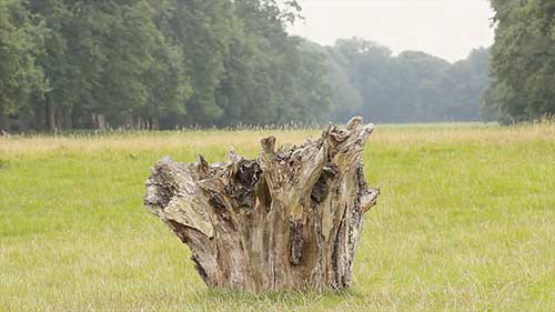 理查德·朗的《地球天空》展览