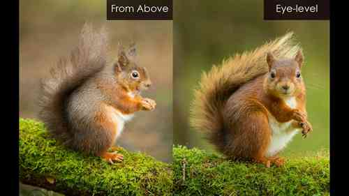 十个野生动物摄影技巧