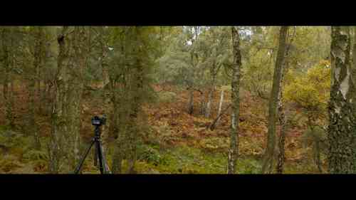 森林风光摄影的构图技巧