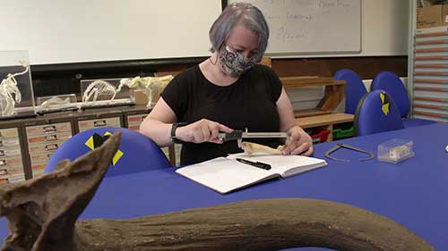 莱斯特大学的考古机构