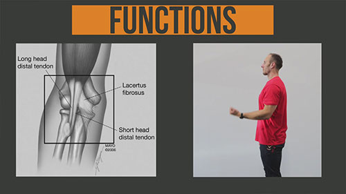 肱二头肌远端肌腱断裂的康复训练