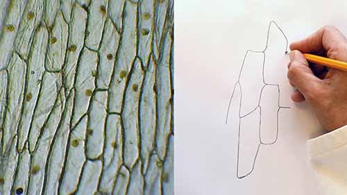 A-LEVEL生物必考实验1