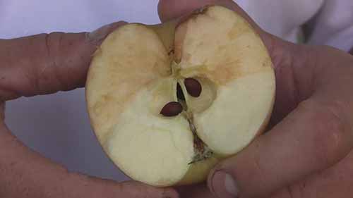 生物科学示范课2-植物的种子和生命周期