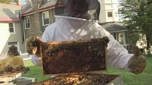 生物科学示范课4-蜜蜂的家