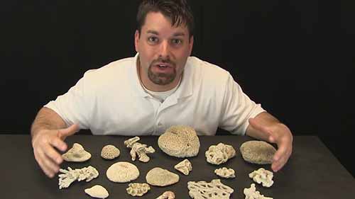 生物科学示范课5-珊瑚的家